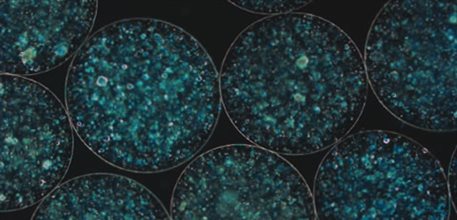 Microspheres TB