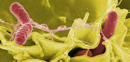 Salmonella_457x220