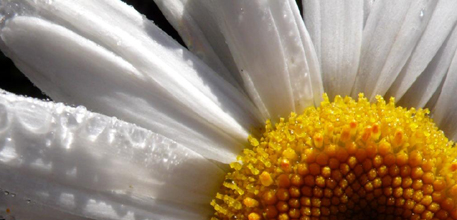 Allergies, infection and immunity
