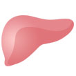 liver110x110