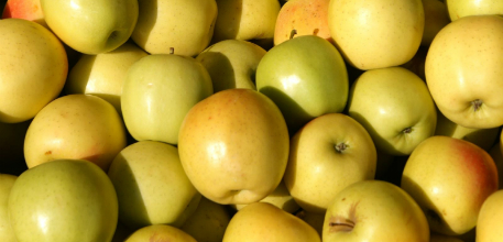 Green apples banner.jpg
