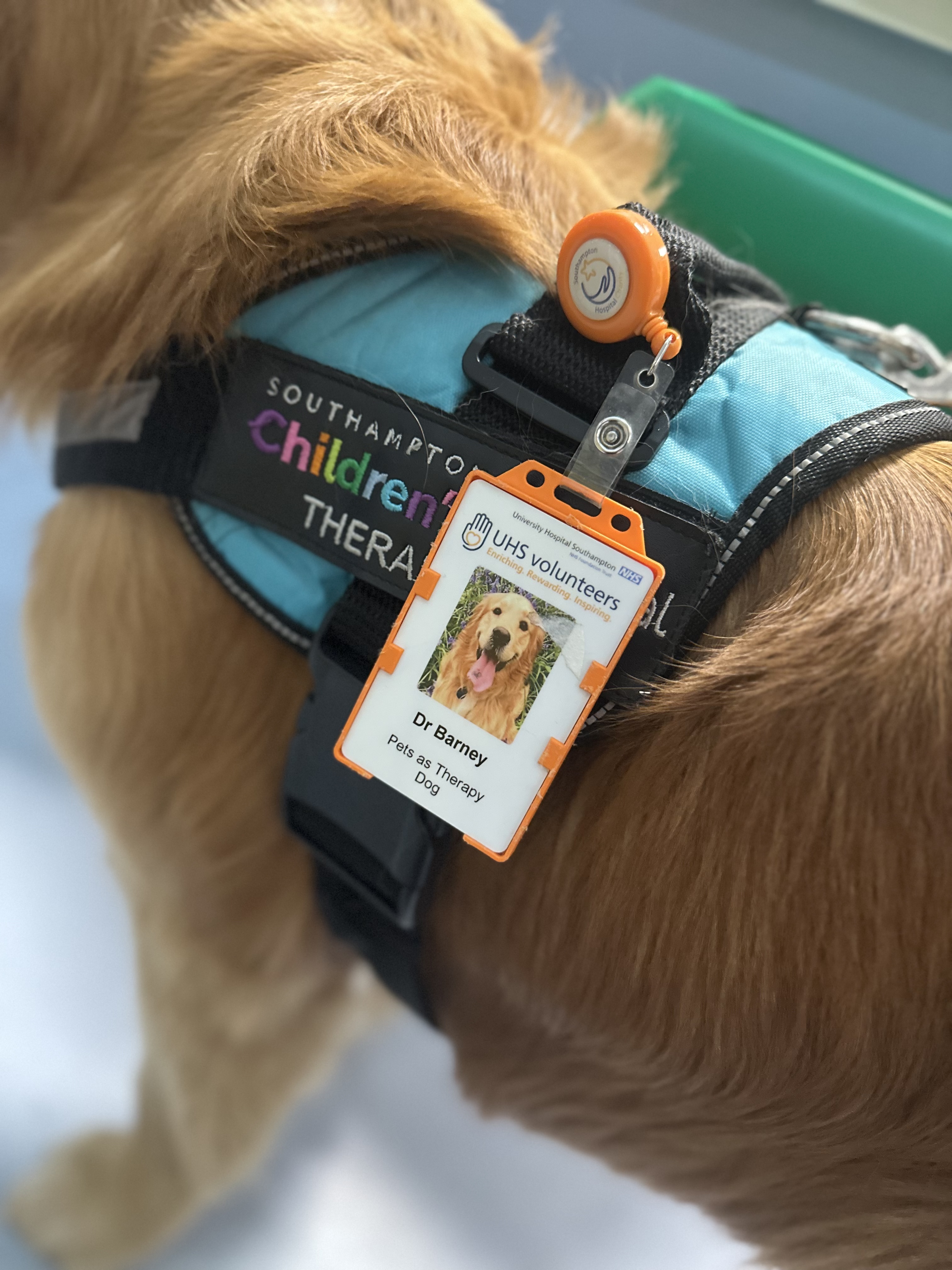 Picture shows therapy dog, Barney's special ID badge and harness.