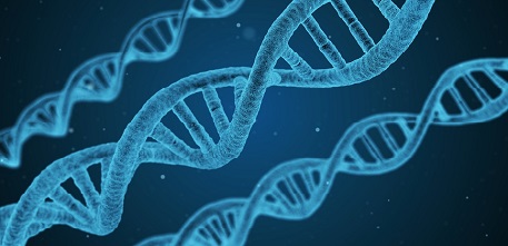 DNA for NETS