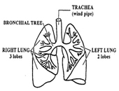 Congenital Cystic Adenomatoid Malformation of the lung